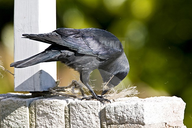 Kauw met nestmateriaal; Western Jackdaw with nest material stock-image by Agami/Marc Guyt,