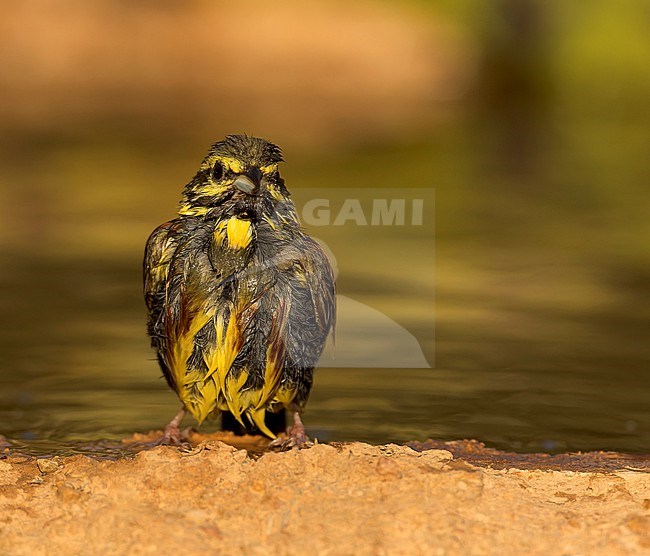Cirl Bunting, Emberiza cirlus, during late spring in Spain. Male taking a bath. stock-image by Agami/Marc Guyt,
