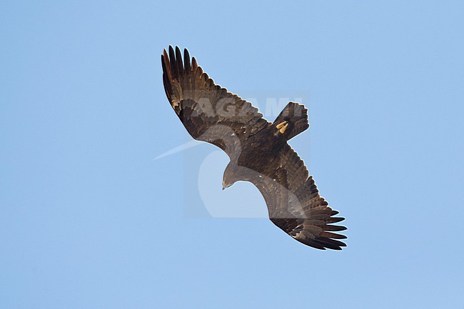 adult steppe eagle (Aquila nipalensis) in the blue sky above Sanetti Plateau at Bale Mountains in Ethiopia stock-image by Agami/Mathias Putze,
