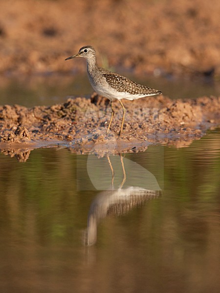 Adulte Bosruiter, Adult Wood Sandpiper stock-image by Agami/Wil Leurs,