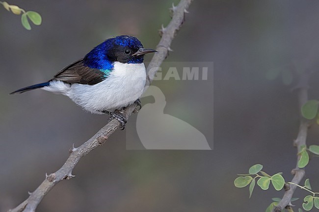 Eastern Violet-backed Sunbird (Anthreptes orientalis) male in Tanzania. stock-image by Agami/Dubi Shapiro,