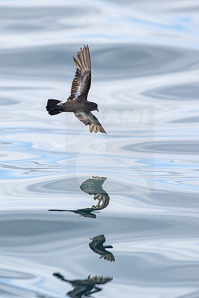  stock-image by Agami/Menno van Duijn,