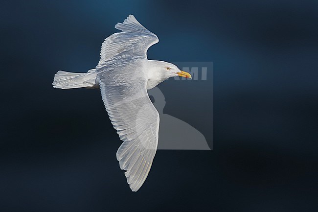 Adult summer plumaged Glaucous Gull (Larus hyperboreus leuceretes) during late spring on Iceland. stock-image by Agami/Daniele Occhiato,