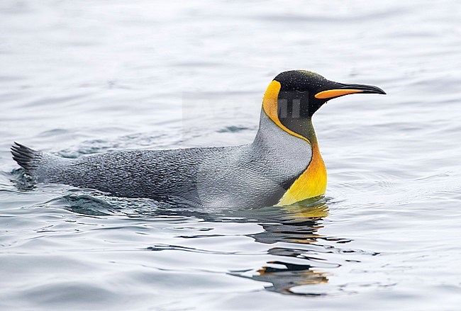 Swimming King Penguin (Aptenodytes patagonicus halli) off the coast on Macquarie Island, subantarctic Australia. stock-image by Agami/Marc Guyt,