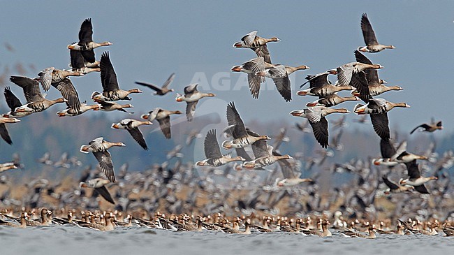 Greater White-fronted Geese (Anser albifrons) during spring in Latvia. Large flock taking of from a freshwater staging lake during spring migration, stock-image by Agami/Markus Varesvuo,