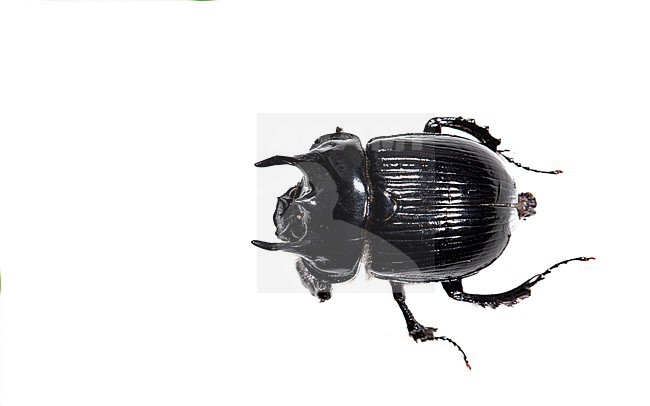 Male Minotaur Beetle stock-image by Agami/Wil Leurs,