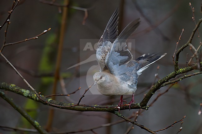 European Turtle Dove (Steptopelia turtur), young bird taking off from a tree in Finland stock-image by Agami/Kari Eischer,