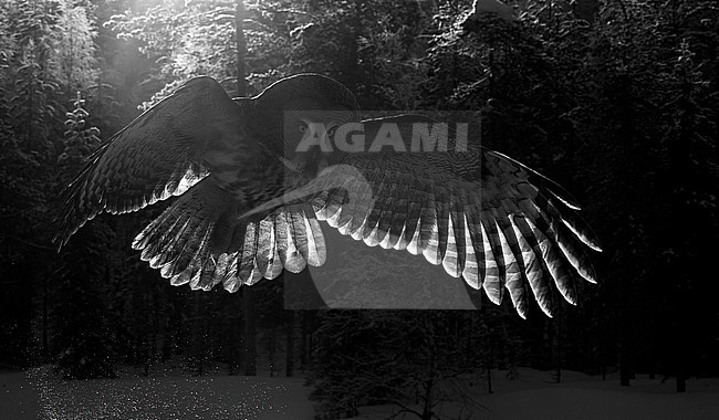 Hunting Great Grey Owl (Strix nebulosa), wintering in a cold taiga forest in northern Finland. stock-image by Agami/Markus Varesvuo,