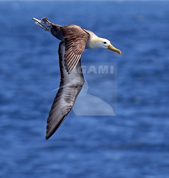 Critically endangered Waved Albatross (Phoebastria irrorata) on Espanola Island, in the Galapagos islands, Ecuador. stock-image by Agami/Dani Lopez-Velasco,
