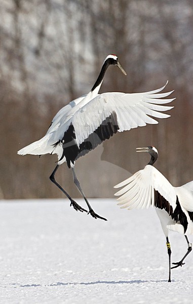 Red-crowned Crane display; Chinese Kraanvogel baltsend stock-image by Agami/Marc Guyt,