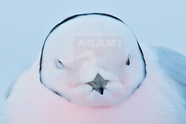 Adult Ross's Gull (Rhodostethia rosea ) in breeding plumage on the arctic tundra near Barrow in northern Alaska, United States. stock-image by Agami/Dubi Shapiro,
