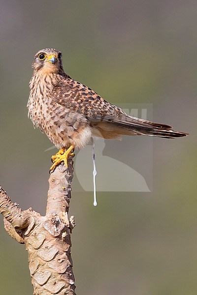 Neglected Kestrel, Sao Nicolau, Cape Verde (Falco tinnunculus neglectus) stock-image by Agami/Saverio Gatto,