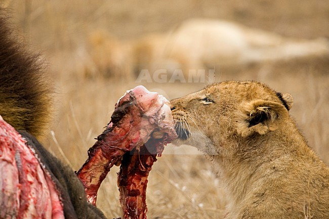 Jonge Afrikaanse Leeuw; Young African Lion, Panthera leo stock-image by Agami/Marc Guyt,