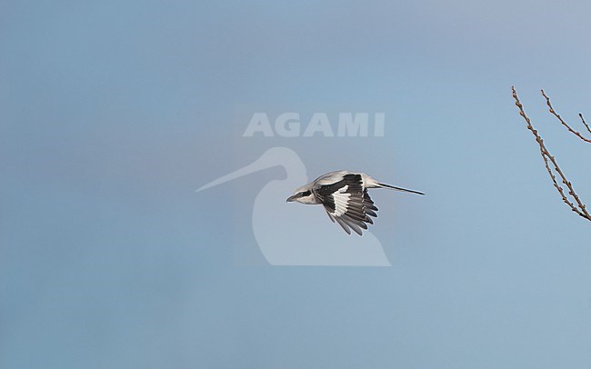 Great Grey Shrike (Lanius excubitor excubitor) adult in flight in Nordsjælland, Denmark stock-image by Agami/Helge Sorensen,