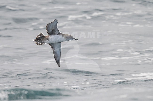 Balearic shearwater (Puffinus mauretanicus) flying, with the sea as background. stock-image by Agami/Sylvain Reyt,