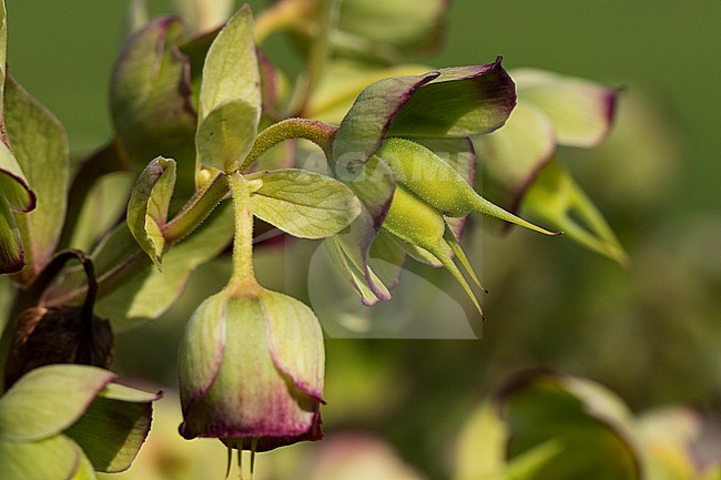Stinking Hellebore stock-image by Agami/Wil Leurs,