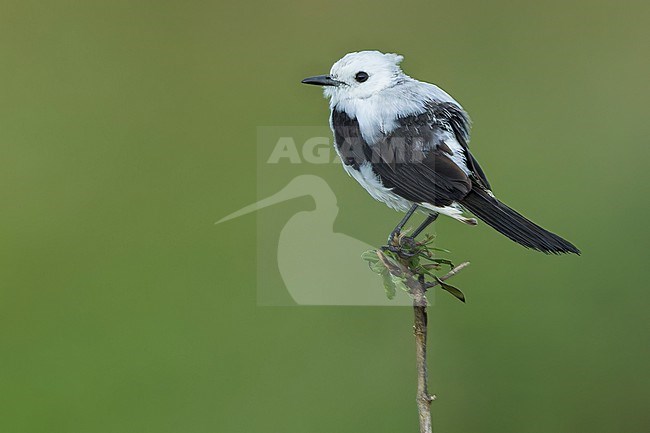 Black-and-white Monjita (Heteroxolmis dominicana) Perched on a branch in Argentina stock-image by Agami/Dubi Shapiro,