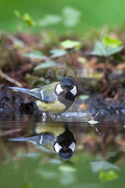 Koolmees staand in water, Great Tit perched in water stock-image by Agami/Roy de Haas,
