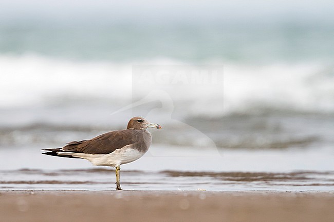 Sooty Gull - Hemprichmöwe - Larus hemprichii, Oman, adult, winter stock-image by Agami/Ralph Martin,