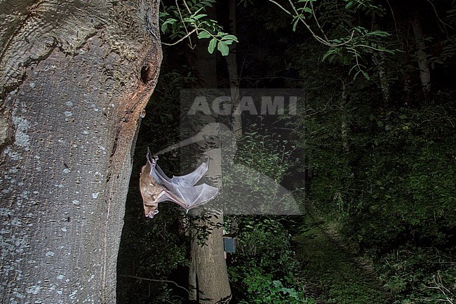 Noctule courting for a tree stock-image by Agami/Theo Douma,