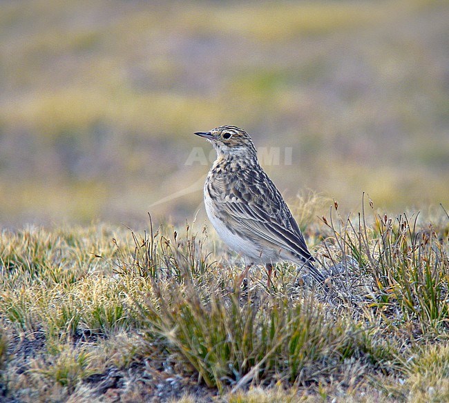 Short-billed Pipit (Anthus furcatus) on arid highland grasslands in Andes of Peru. stock-image by Agami/Pete Morris,