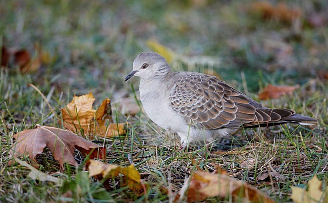 Turtle Dove juvenile (Streptopelia turtur)Hanko Finland October 2009 stock-image by Agami/Markus Varesvuo,