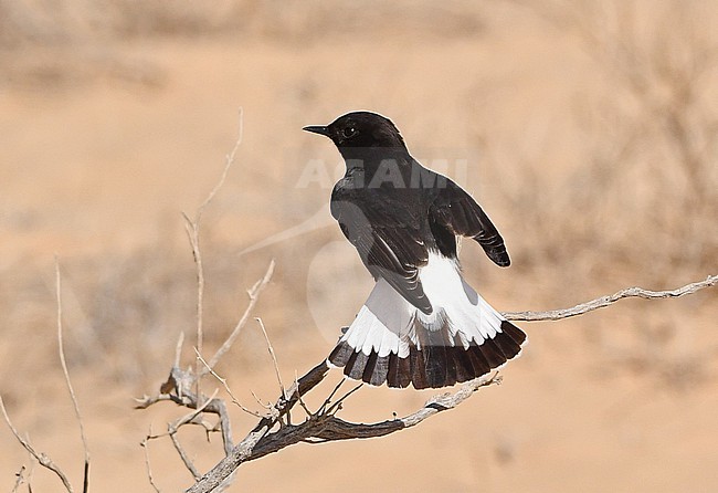Basalt Wheatear (Oenanthe warriae) is a rare bird, breeding in small numbers at the basalt desert in Syria and Jordan. This is a young bird,.wintering at Uvda Valley, Negev, Israel. stock-image by Agami/Eduard Sangster,