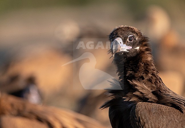 Portrait of an adult Cinereous Vulture (Aegypius monachus) in the Extremadura in Spain. Standing in front of several other vultures. stock-image by Agami/Marc Guyt,