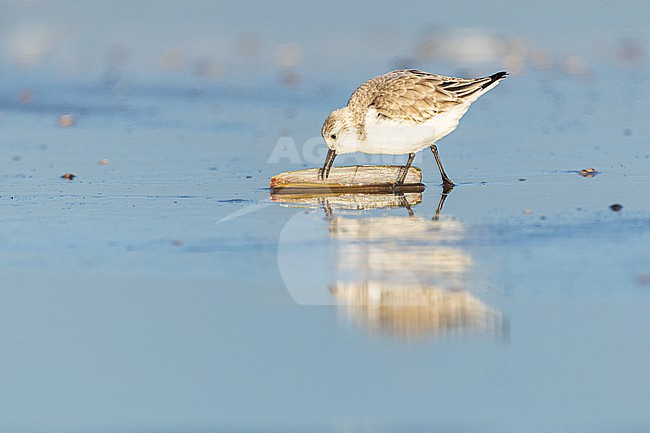  stock-image by Agami/Menno van Duijn,