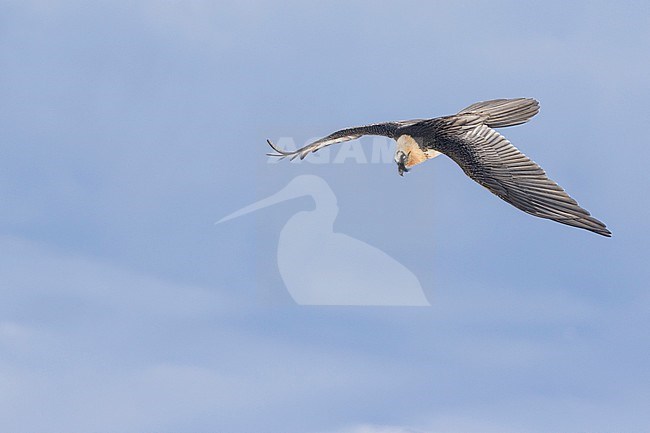 Bearded Vulture (Gypaetus barbatus ssp. barbatus), in flight over snow-covered Alps in Switzerland, adult stock-image by Agami/Ralph Martin,