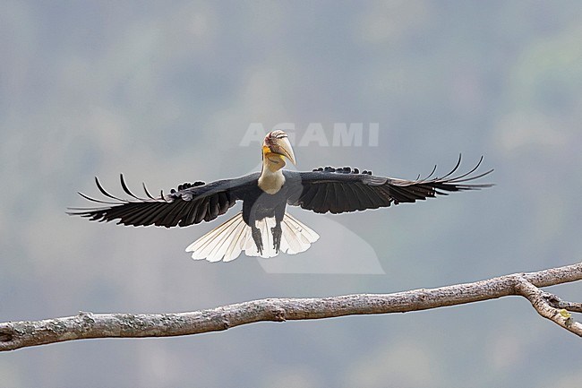 Wreathed Hornbill (Rhyticeros undulatus) is landing on a branch in the Tongbiguan Biosphere Reserve in Yunnan, China stock-image by Agami/Mathias Putze,