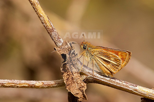 Canarisch Dwergdikkopje / Canary Skipper (Thymelicus christi) stock-image by Agami/Wil Leurs,