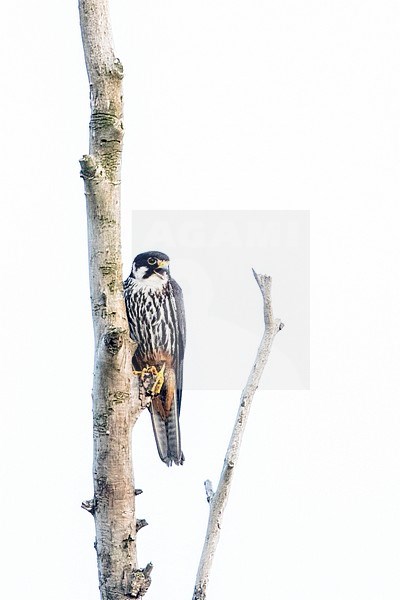 Eurasian hobby, Falco subbuteo) perched in a tree along a river in the Danube delta in Romania. stock-image by Agami/Oscar Díez,