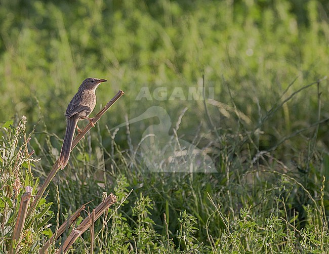 Afghan babbler (Argya huttoni) in Iran. stock-image by Agami/Pete Morris,