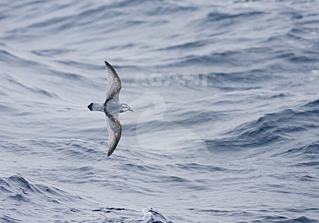 Antarctic Prion flying over the sea; Antarctische Prion, Pachyptila desolata vliegend boven zee stock-image by Agami/Marc Guyt,