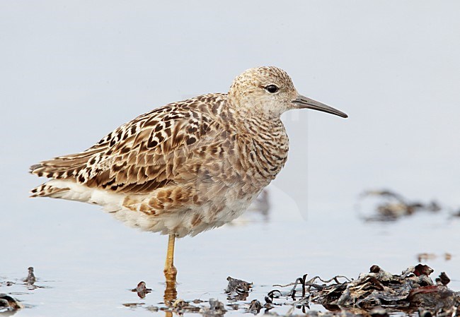 Volwassen Kemphaan ruiend; Moulting adult Ruff stock-image by Agami/Markus Varesvuo,