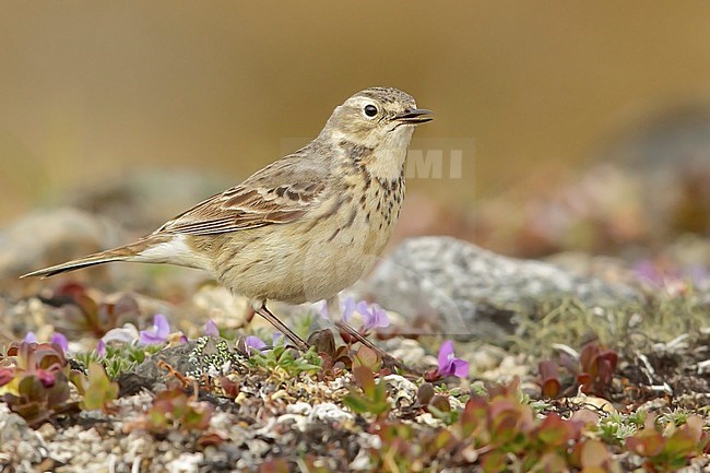 American Pipit (Anthus rubescens) perched on the tundra in Nome, Alaska. stock-image by Agami/Glenn Bartley,