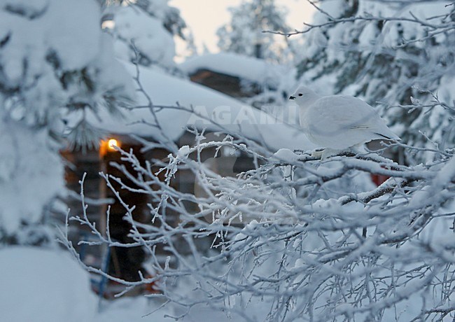 Moerassneeuwhoen in de sneeuw bij huis; Willow Ptarmigan in the snow near house stock-image by Agami/Markus Varesvuo,