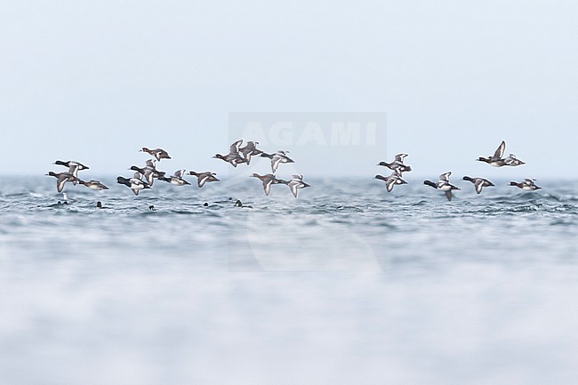 Greater Scaup - Bergente - Aythya marila ssp. marila, Germany (Mecklenburg-Vorpommern), winter flock stock-image by Agami/Ralph Martin,