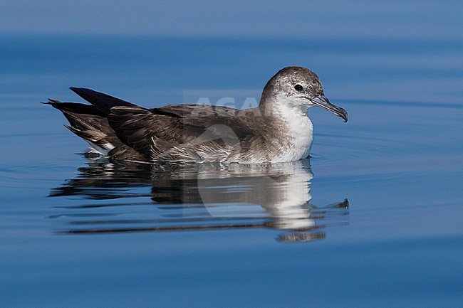 Persian Shearwater (Puffinus persicus), side view od an adult floating on the water surface in Oman stock-image by Agami/Saverio Gatto,