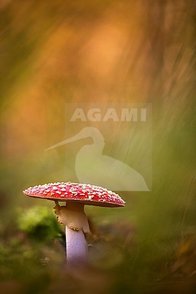 Vliegenzwam; Fly agaric stock-image by Agami/Rob Olivier,