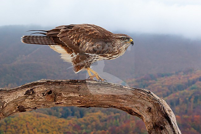 Common Buzzard (Buteo buteo), side view of a juvenile perched on an old trunk with autumn landscape in the background, Campania, Italy stock-image by Agami/Saverio Gatto,
