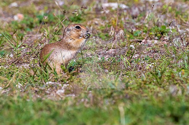 Asia Minor ground squirrel sitting on steppe of Demirkazik, Turkey. June 2015. stock-image by Agami/Vincent Legrand,