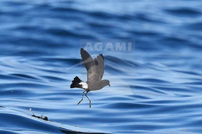 Wilson's Storm Petrel (Oceanites oceanicus) flying over the Atlantic ocean off Portugal. stock-image by Agami/Laurens Steijn,