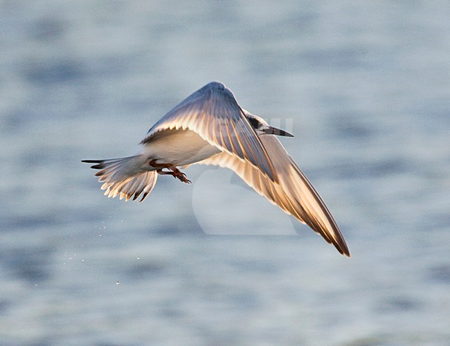 Forsters Stern, Forsters Tern stock-image by Agami/Marc Guyt,