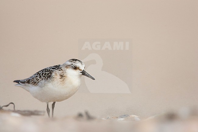 Drieteenstrandloper, Sanderling, Calidris alba stock-image by Agami/Menno van Duijn,