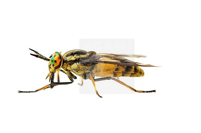 Twin-lobed deerfly, Chrysops relictus stock-image by Agami/Wil Leurs,
