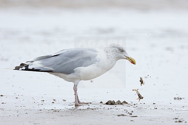  stock-image by Agami/Menno van Duijn,