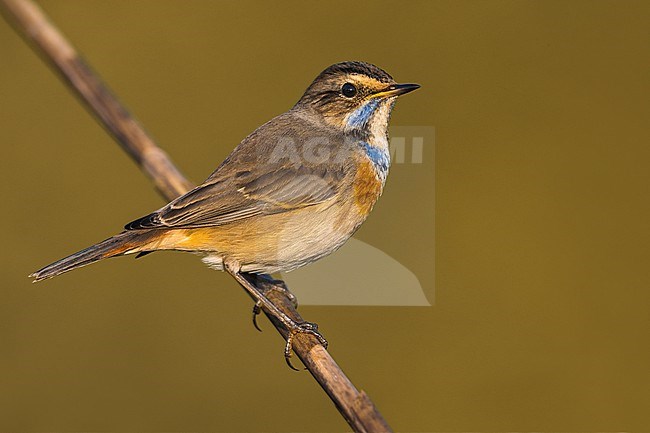 Bluethroat, Luscinia svecica, during winter in Italy. stock-image by Agami/Daniele Occhiato,