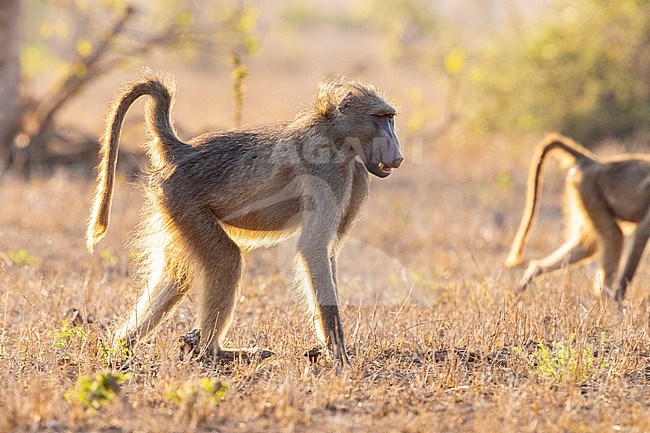 Cape Baboon (Papio ursinus), side view of an adult male walking on the ground, Mpumalanga, South Africa stock-image by Agami/Saverio Gatto,